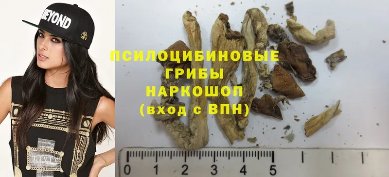 kraken маркетплейс  Сорск  Галлюциногенные грибы Psilocybine cubensis 